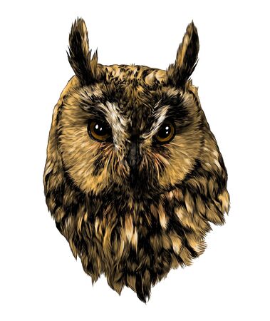 owl head full face sketch vector graphics color illustration on white backgroundのイラスト素材