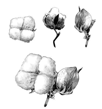 set of cotton leaves and flowers, sketch vector graphics monochrome illustration on white backgroundのイラスト素材