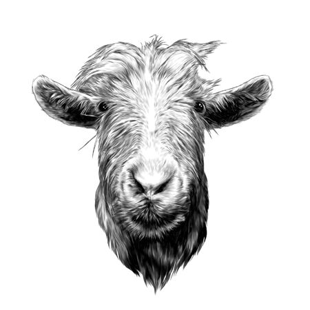 goat head full face, sketch vector graphics monochrome illustration on white backgroundのイラスト素材