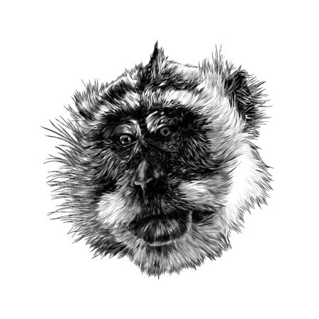 monkey head looks slightly sideways with downcast eyes, sketch vector illustration in graphic style...