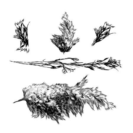 set of dry grass and fluffy plants, sketch vector graphics monochrome illustration on a white backgroundのイラスト素材