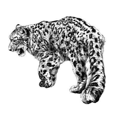 full-length Jaguar walking backwards tail close-up, sketch vector graphics monochrome illustration on white backgroundのイラスト素材