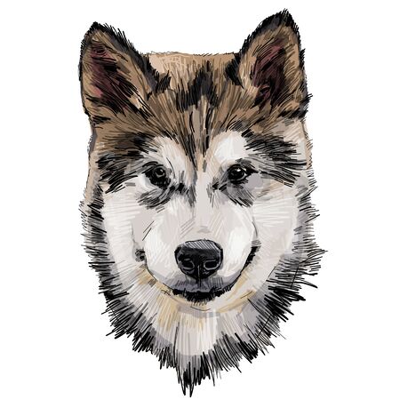 dog purebred Alaskan Malamute puppy head close-up, sketch vector graphics color illustration on white backgroundのイラスト素材