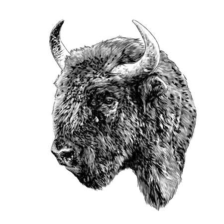 Bison head in profileのイラスト素材