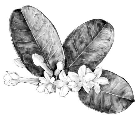 composition of flowers and leaves of jasmine large bouquet, sketch vector graphics monochrome illustration on a white backgroundのイラスト素材