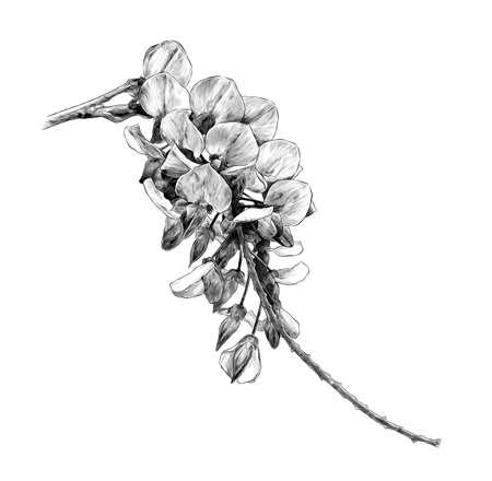 wisteria flower branch, sketch vector graphics monochrome illustration on a white backgroundのイラスト素材