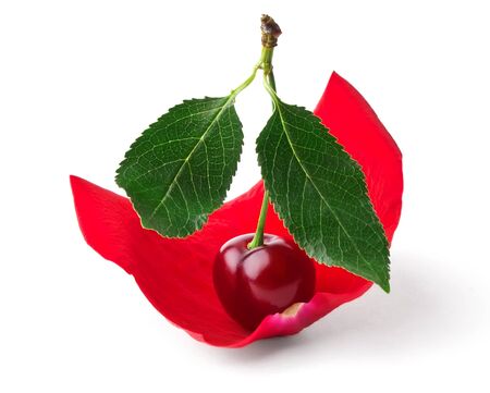 Cherry like sail in rose petals isolated on white backgroundの写真素材