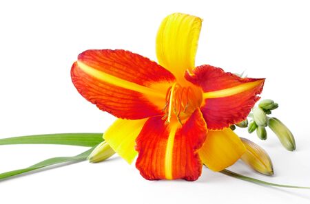 Red and yellow lily isolated on white backgroundの写真素材