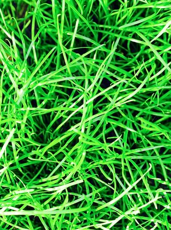 New green grass background