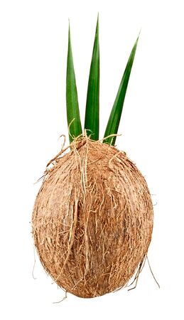 Coconut with leaves isolated on white backgroundの写真素材