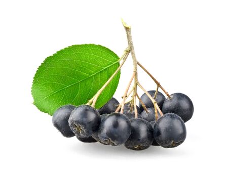 Black aronia with leaf isolated on white backgroundの写真素材