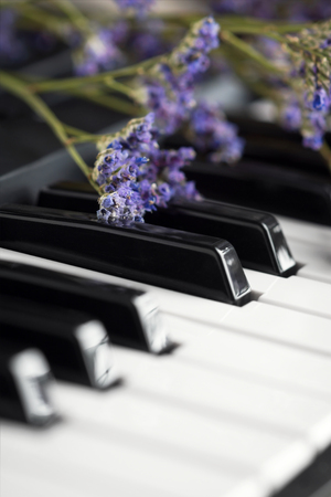 Closeup of piano keysの写真素材