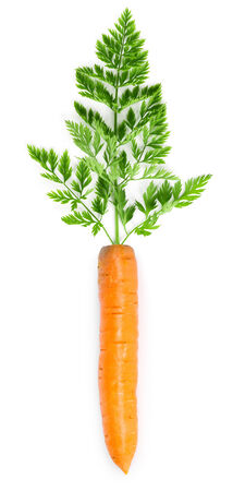 Fresh carrot on white backgroundの写真素材