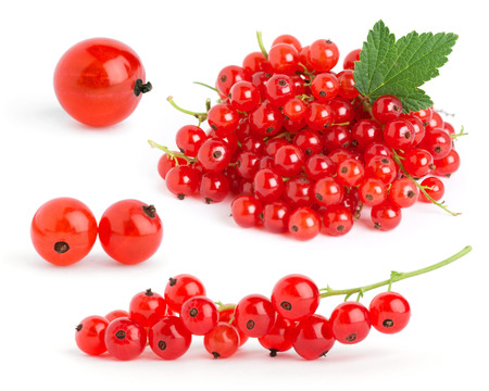 Red currants on white backgroundの写真素材
