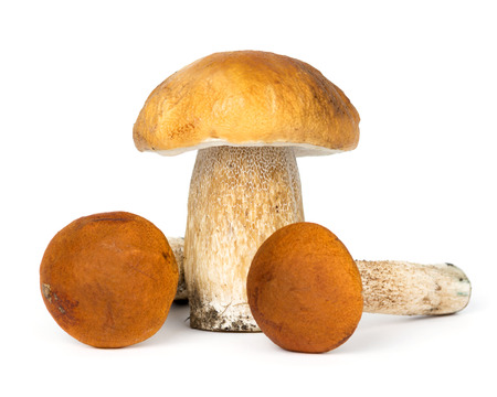 Mushrooms on white backgroundの写真素材