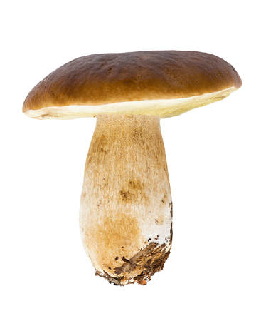 Mushroom on white backgroundの写真素材