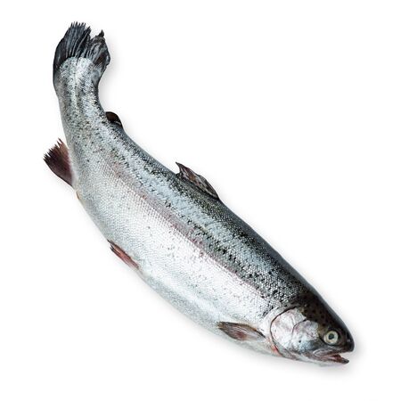 Fresh salmon on white backgroundの写真素材