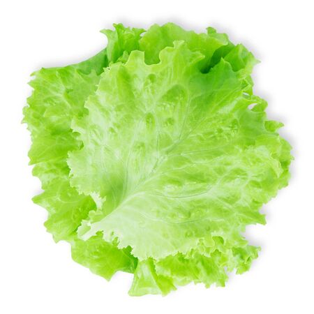 Fresh lettuce leaf on white backgroundの写真素材