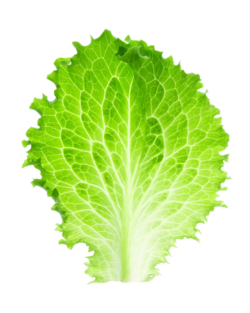 Fresh lettuce leaf on white backgroundの写真素材