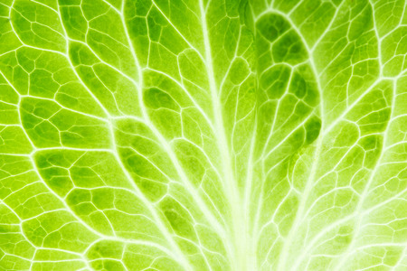 Fresh lettuce leaf closeup. Food backgroundの写真素材