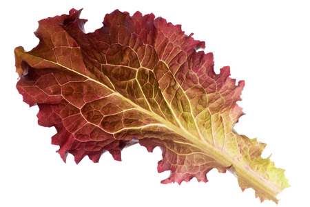Fresh red lettuce leaf on white backgroundの写真素材