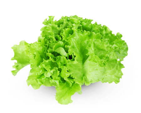 Fresh lettuce on white backgroundの写真素材