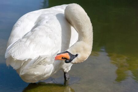 Single white swan in a lakeの写真素材