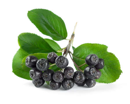 Fresh ripe chokeberry with leaf on white backgroundの写真素材