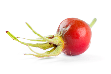 Fresh dog rose on white backgroundの写真素材