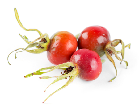 Fresh dog rose on white backgroundの写真素材