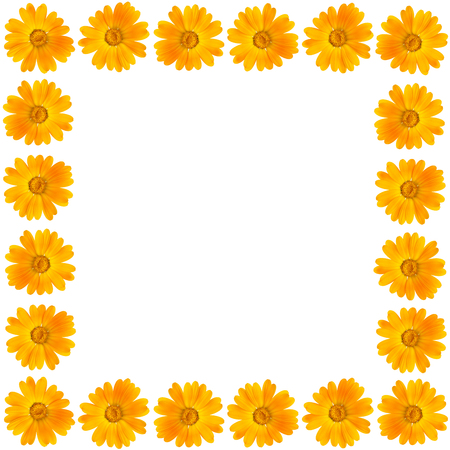 Frame of beautiful yellow flower on white backgroundの写真素材