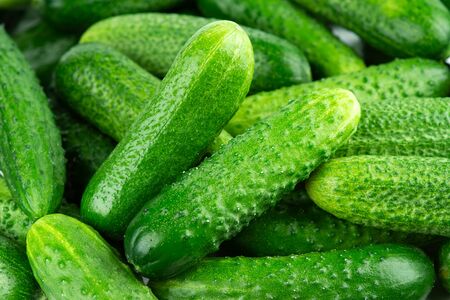 Fresh green cucumberの写真素材
