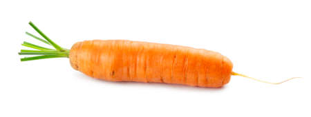 Carrot on white background. Fresh ripe vegetablesの写真素材