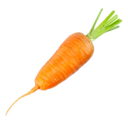 Carrot isolated on white background. Fresh ripe vegetablesの写真素材