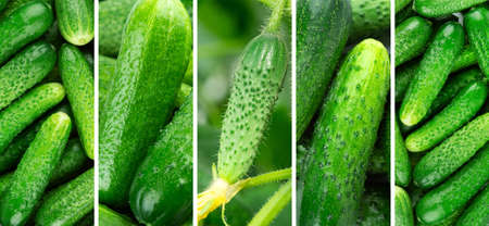 Cucumber background. Fresh vegetablesの写真素材