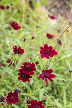 chocolate flower - cosmos atrosanguineusの写真素材