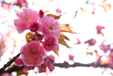 Blossomの写真素材