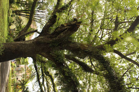 Big Tree