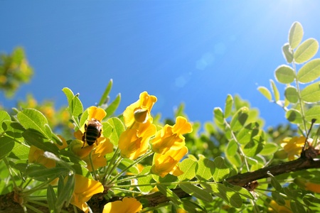 tree with green leaves on a summer dayの写真素材