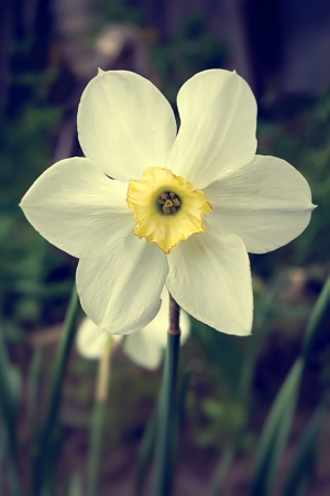 White narcissus flower on a spring dayの写真素材