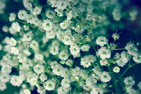 White flowers in the bouquet close-upの写真素材