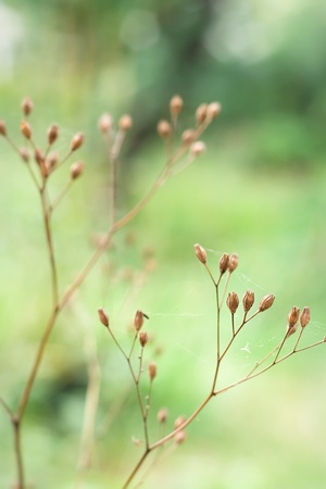 Dry plant the seeds in autumn close-upの写真素材