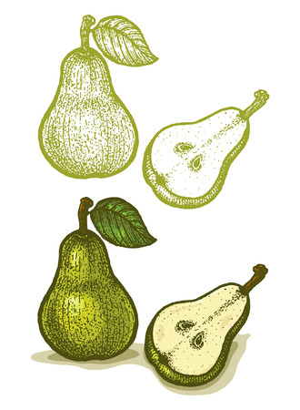 Illustrations of pear in retro styleのイラスト素材