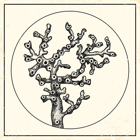 Vintage illustration of a coralのイラスト素材