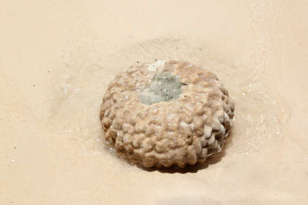 Coral on sand in tropical beach. Tropical beach in summer day.の写真素材