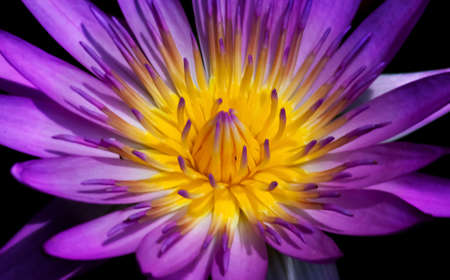 Purple lotus on water close-up. Violet flower on water in macro style.の写真素材