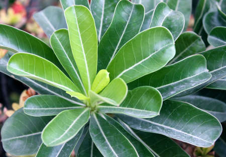 Plant with green leaves. Green plant in garden in macro style.の写真素材
