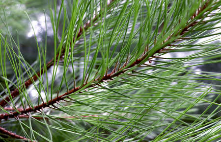 Green pine needles close-up. Evergreen plant in macro style. Winter plant.