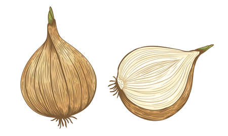 Vector vintage illustration on onion. Vector icons of onions in retro style.のイラスト素材