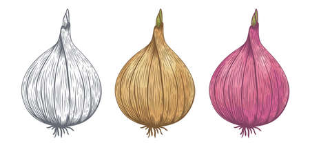 Vector vintage illustration on onion. Vector icons of onions in retro style.のイラスト素材